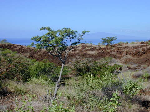 Image of Ekoko