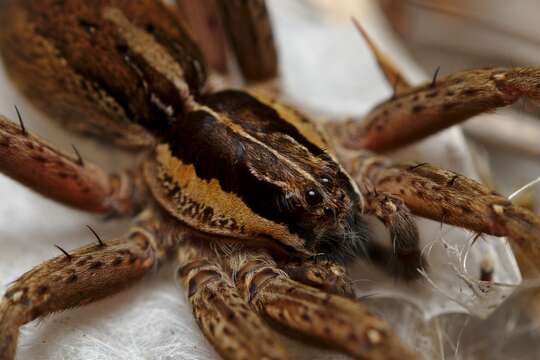 Image of Dolomedes minor L. Koch 1876