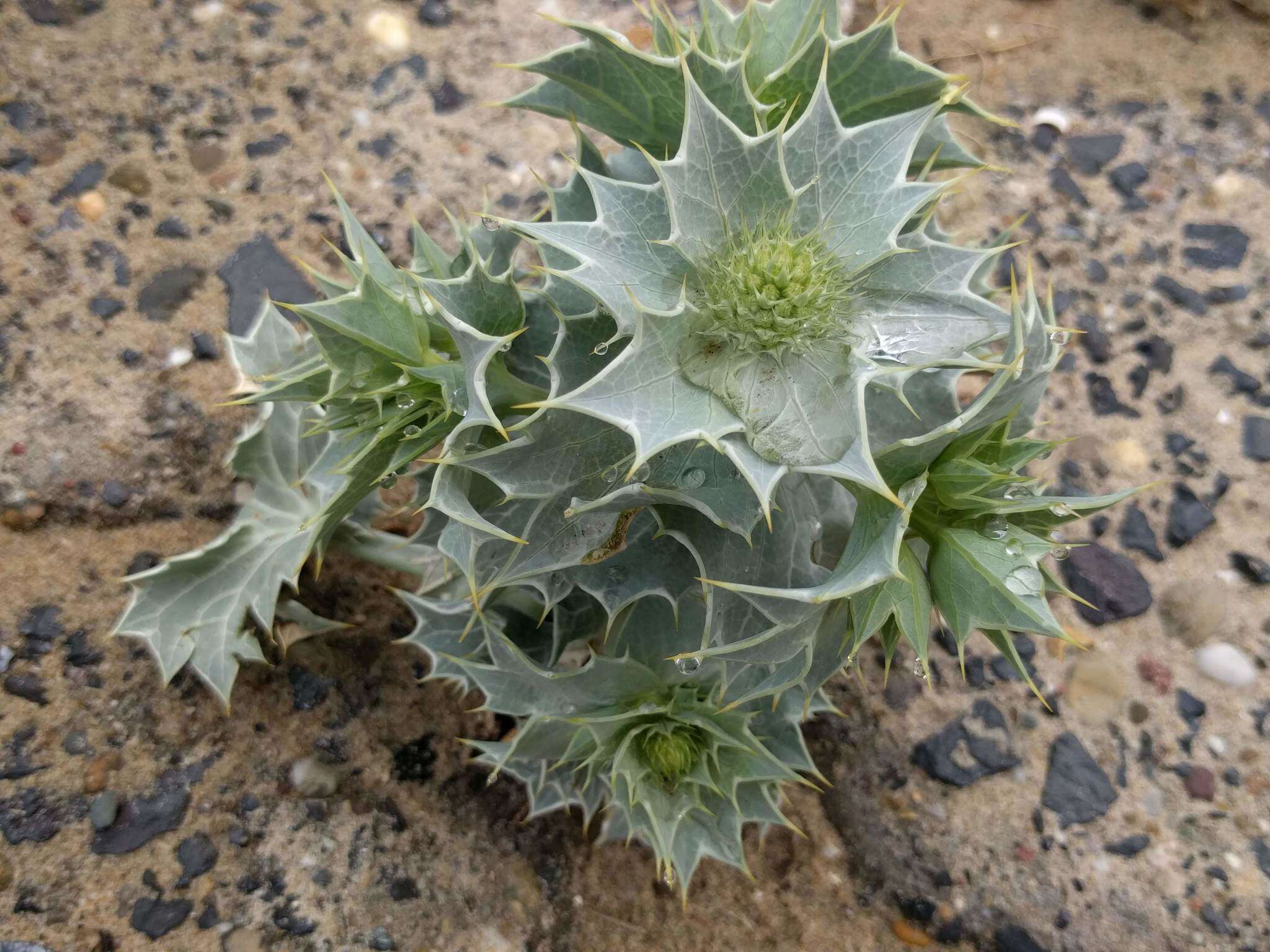 Eryngium maritimum L. resmi