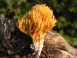 Image of Calocera viscosa (Pers.) Fr. 1821