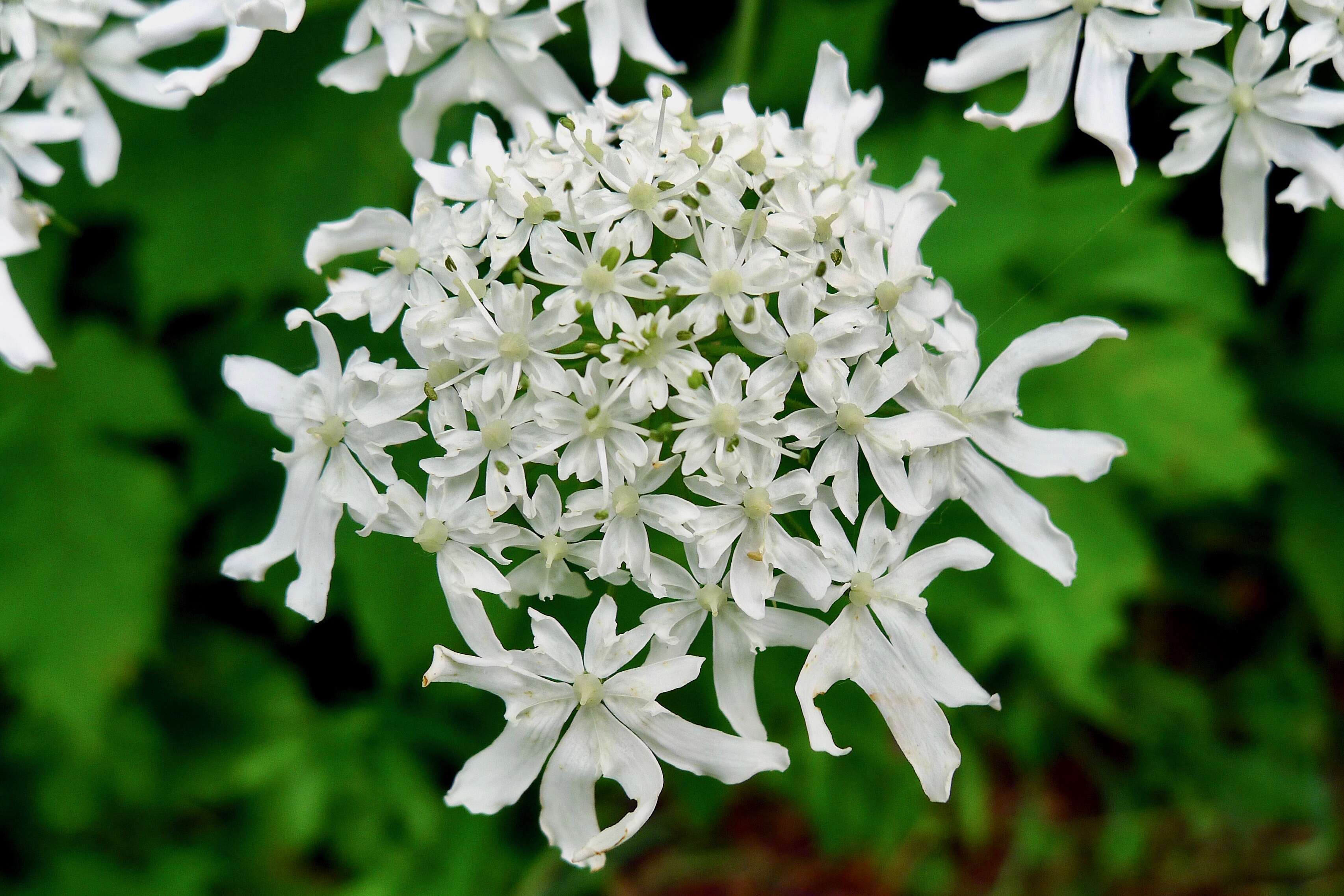 Plancia ëd Heracleum sphondylium subsp. montanum (Schleicher ex Gaudin) Briq.