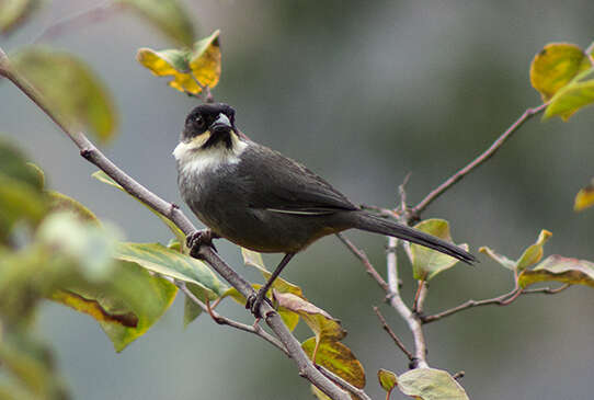 Image of Rusty-bellied Brush Finch