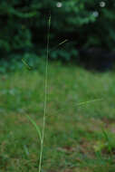 Image of whitegrass