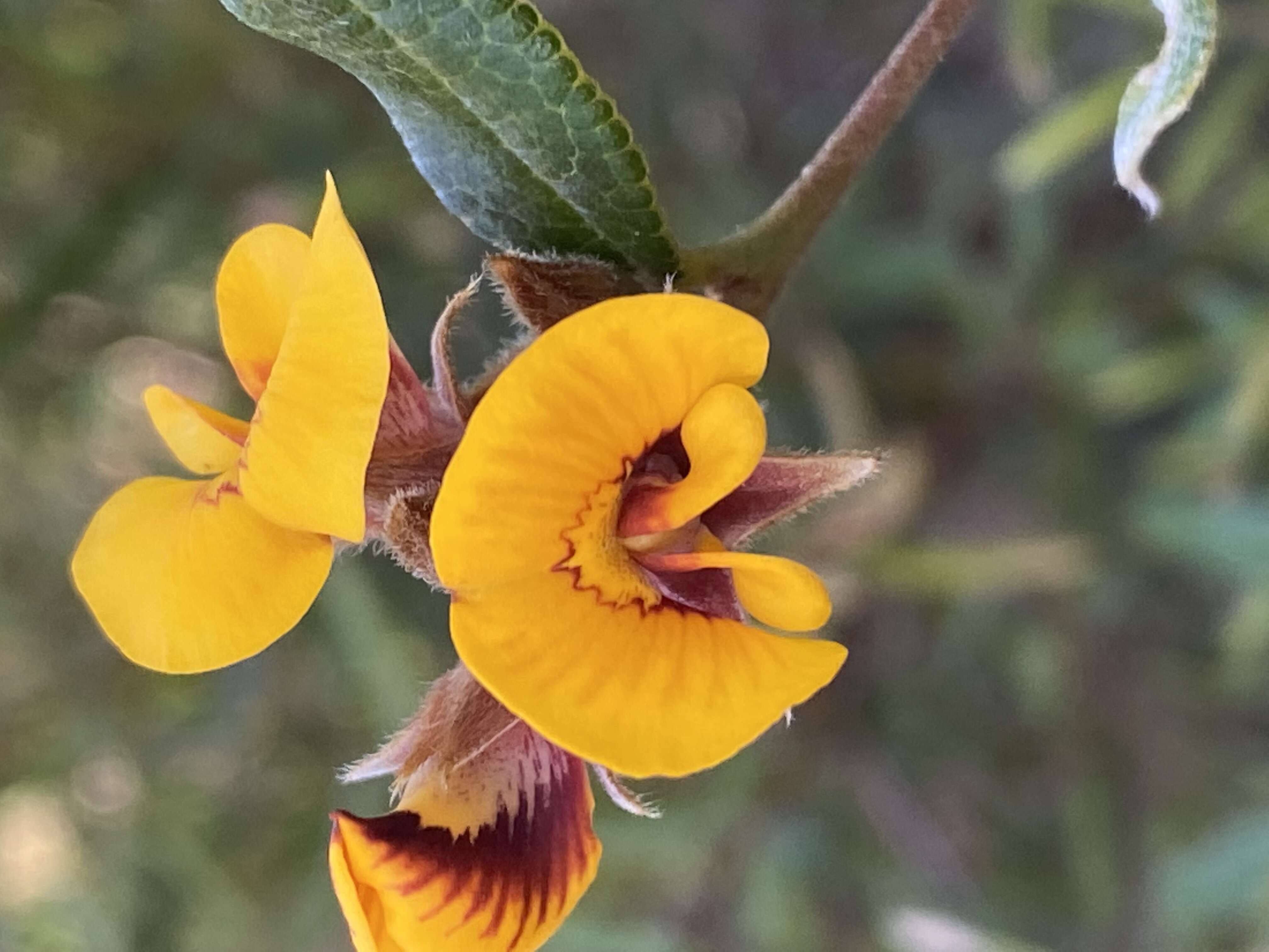 Image of Large-flowered Mirbelia