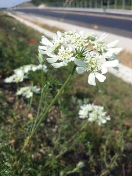 Imagem de Orlaya grandiflora (L.) Hoffm.