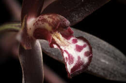 Sivun Cymbidium canaliculatum R. Br. kuva