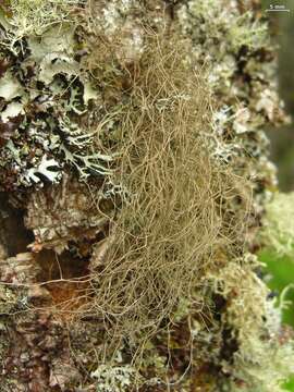 Image of Nadvornik's horsehair lichen