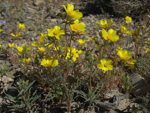 Image of shining blazingstar