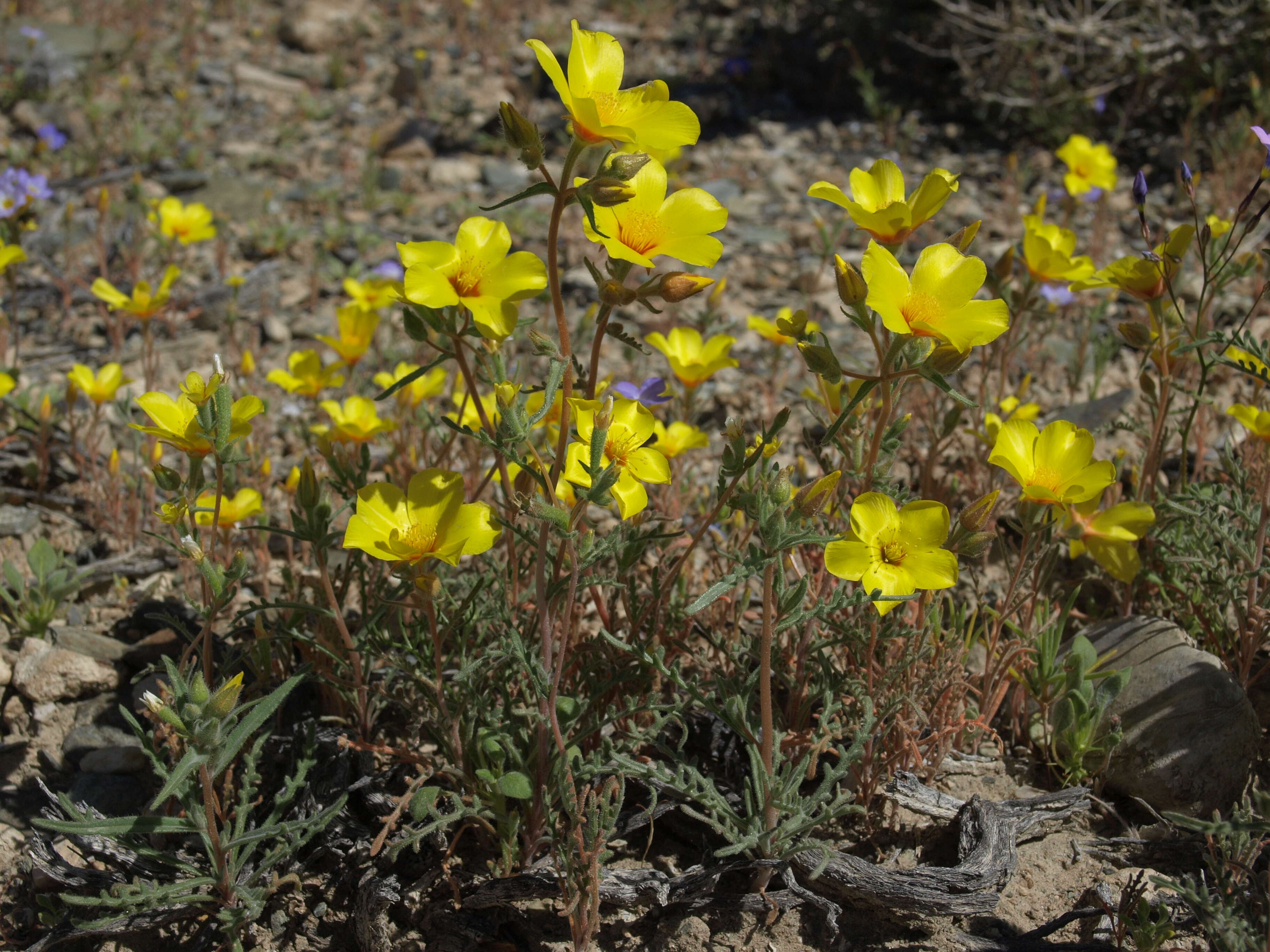 Image of shining blazingstar