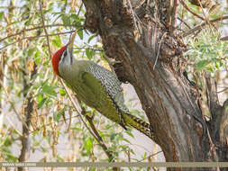 Image of Scaly-bellied Woodpecker