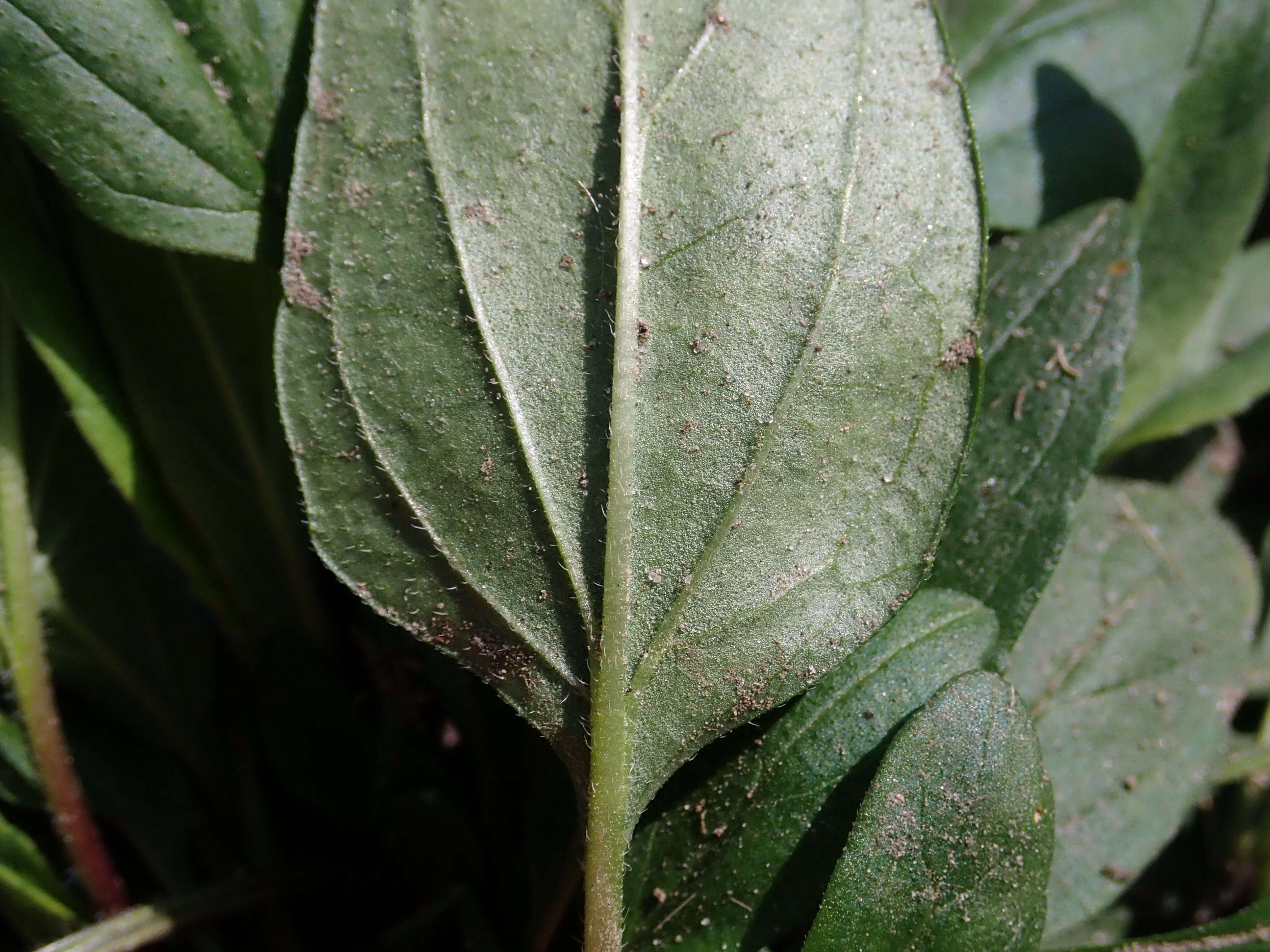 Image of large-flowered selfheal