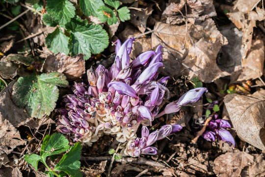 Image of Lathraea clandestina L.