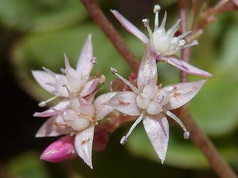 Image of Cape Province pygmyweed