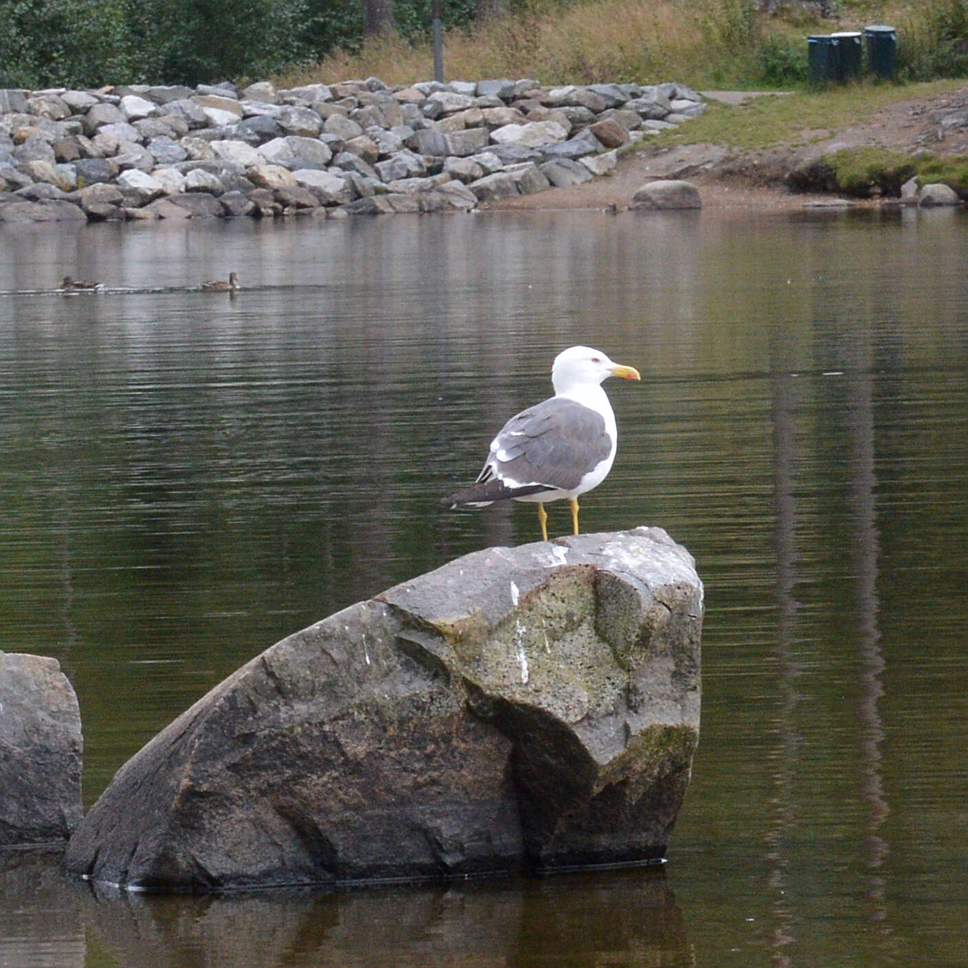 Image of Lesser Black-backed Gull