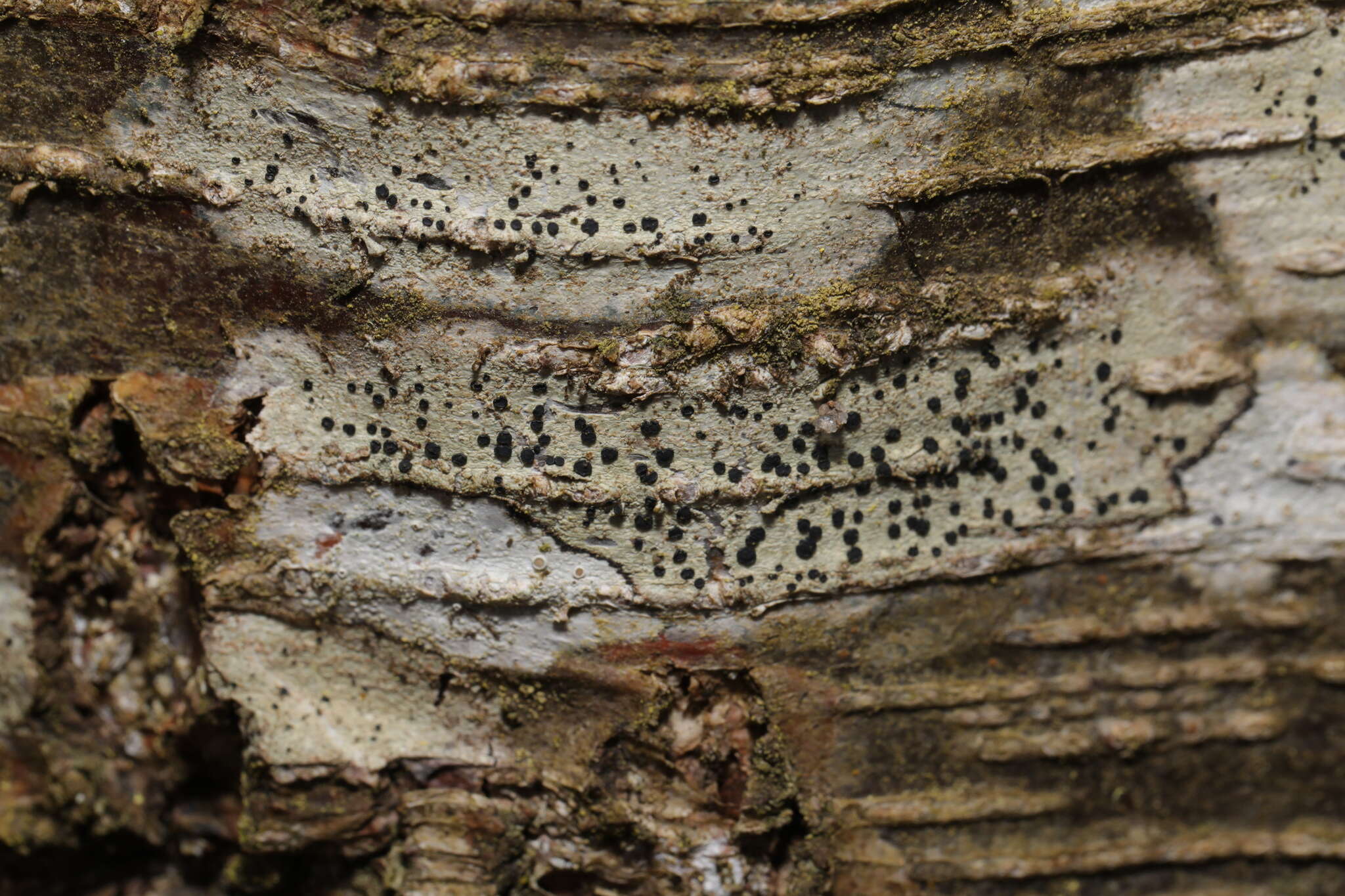 Image de Lecidella elaeochroma (Ach.) M. Choisy