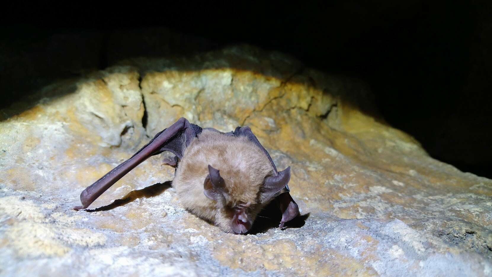 Image of Greater Horseshoe Bat