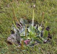 Image of Broadleaf Plantain