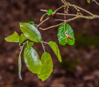 Image of Quercus oblongata D. Don