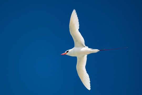 Image of Red-tailed Tropicbird