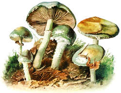 Image of verdigris agaric