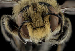 Image of Megachile rubi Mitchell 1924