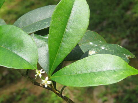 Image of Zanthoxylum ovalifolium Wight