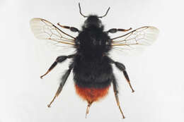 Image of Red tailed bumblebee