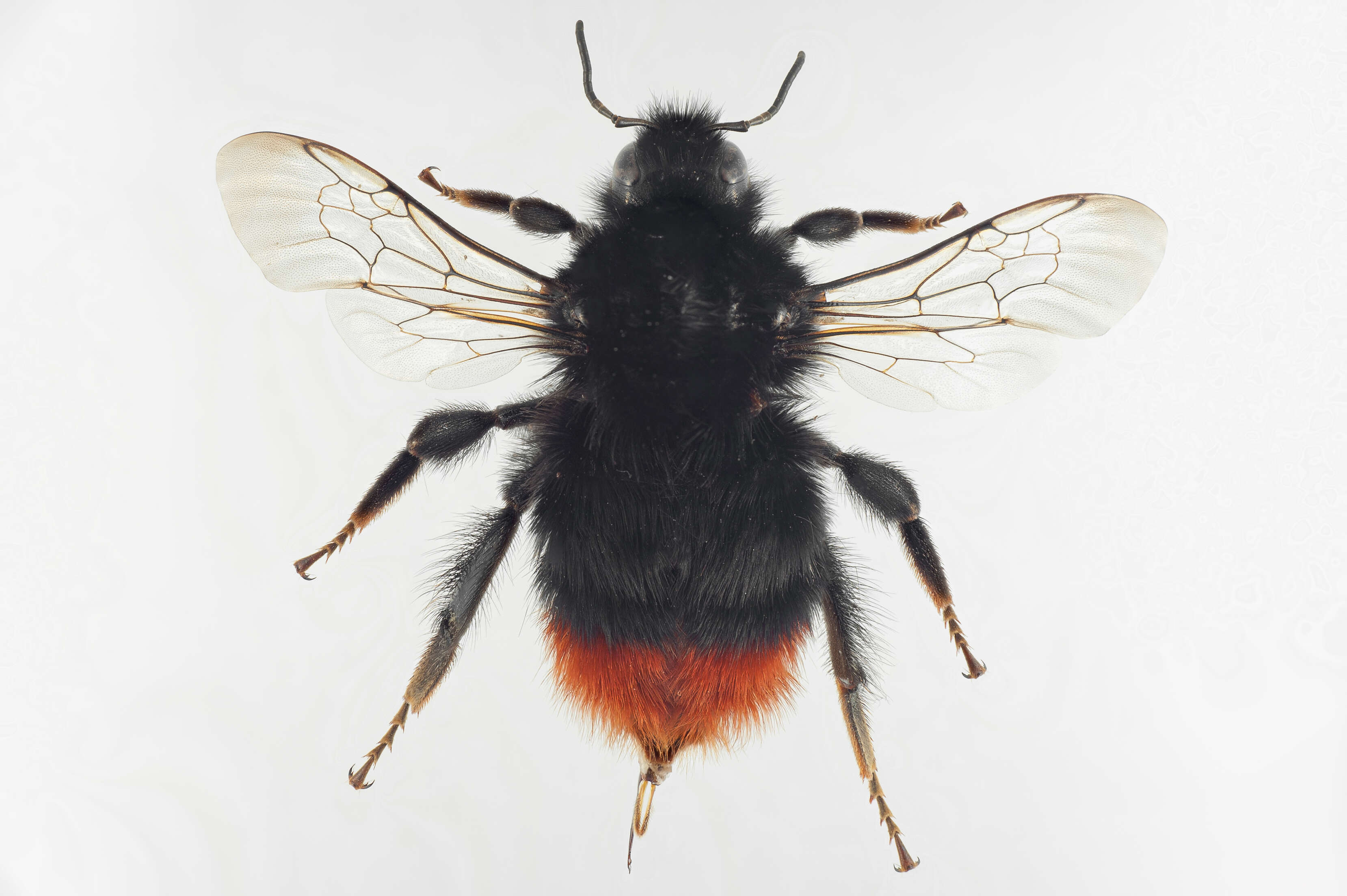 Image of Red tailed bumblebee