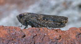 Image of Paraphlepsius