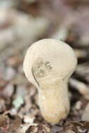 Imagem de Lycoperdon excipuliforme (Scop.) Pers. 1801