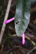 Image of Pseudorhipsalis amazonica (K. Schum.) Ralf Bauer