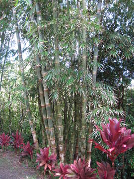 Image of giant bamboo