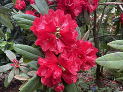 صورة Rhododendron facetum I. B. Balf. & Kingdon-Ward