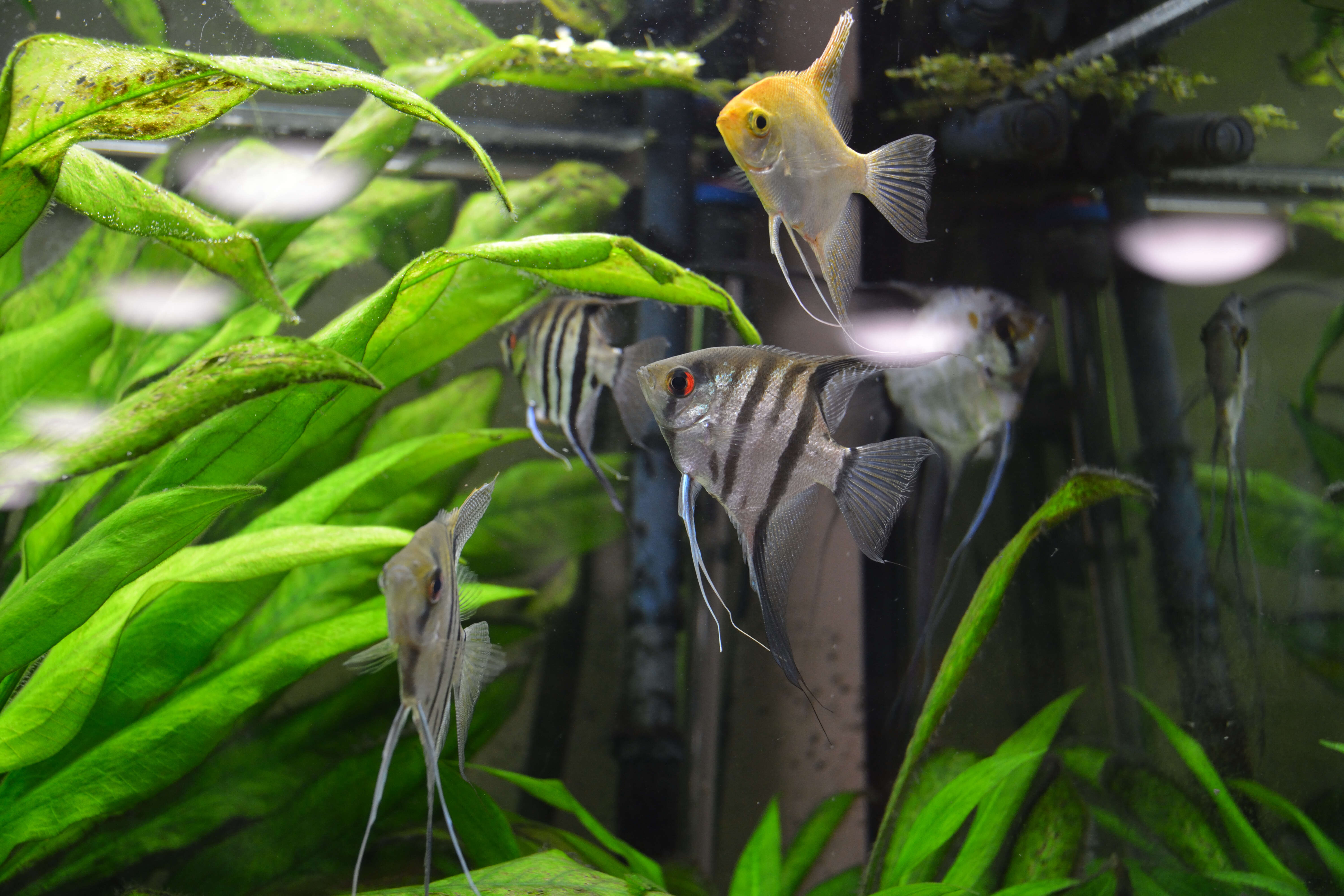 Image of freshwater angelfish