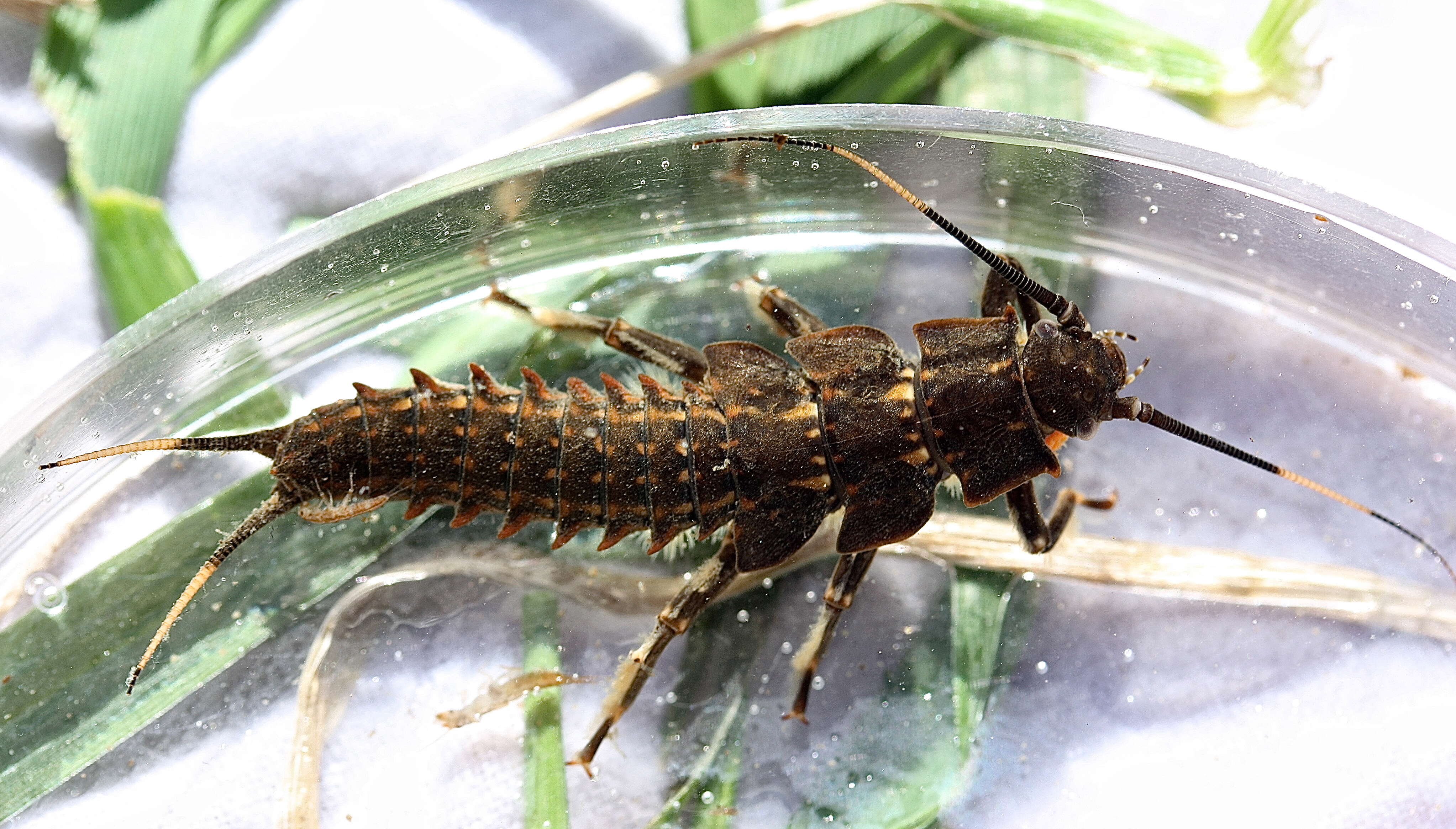 Image of Knobbed Salmonfly