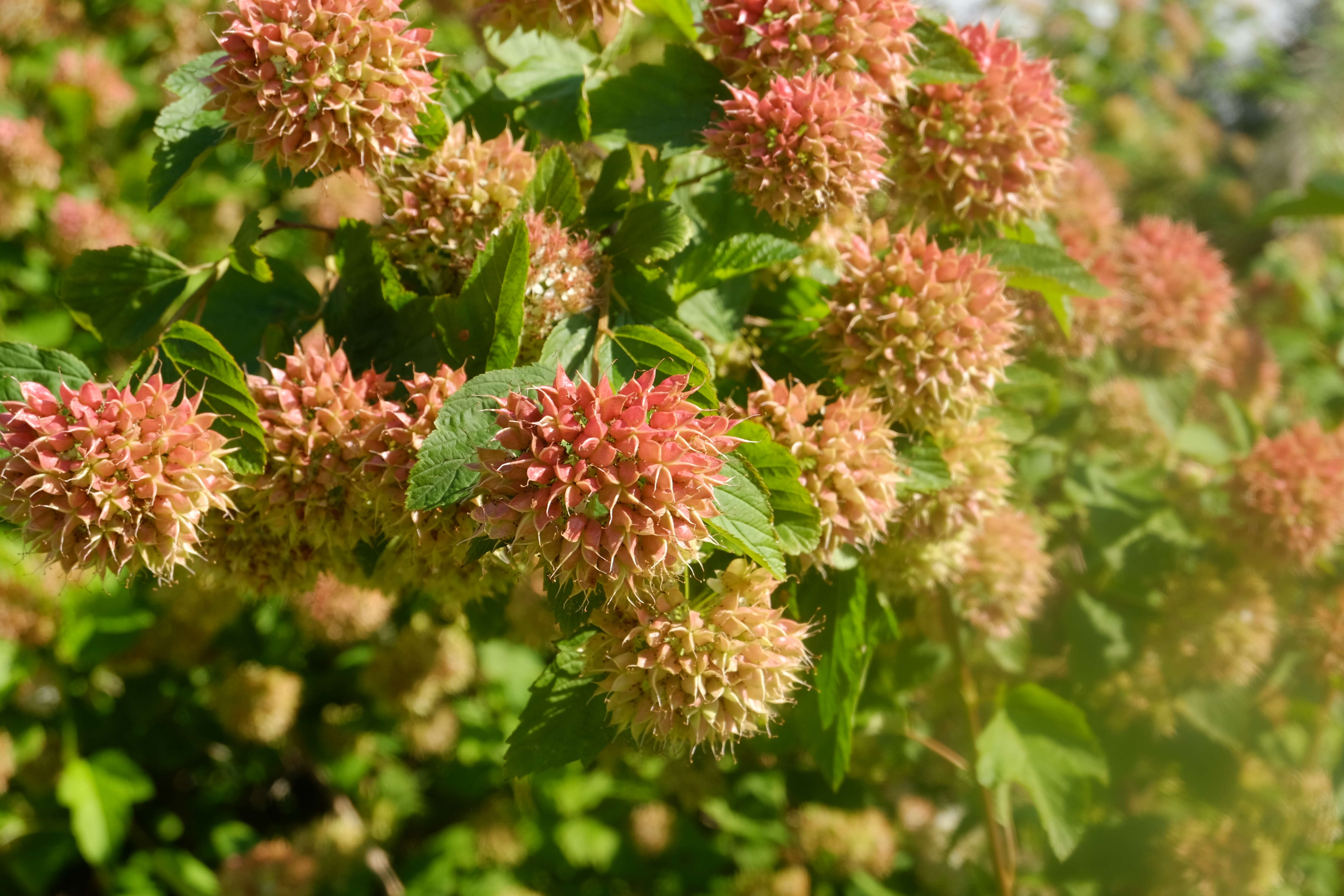 Physocarpus opulifolius (L.) Maxim. resmi