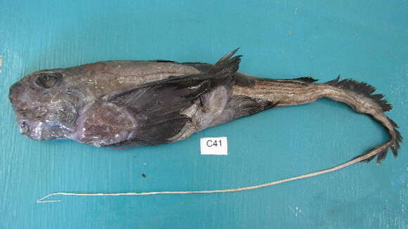 Image of African Chimaera