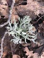 Image of ring lichen