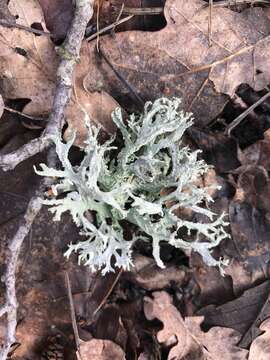 Image of ring lichen