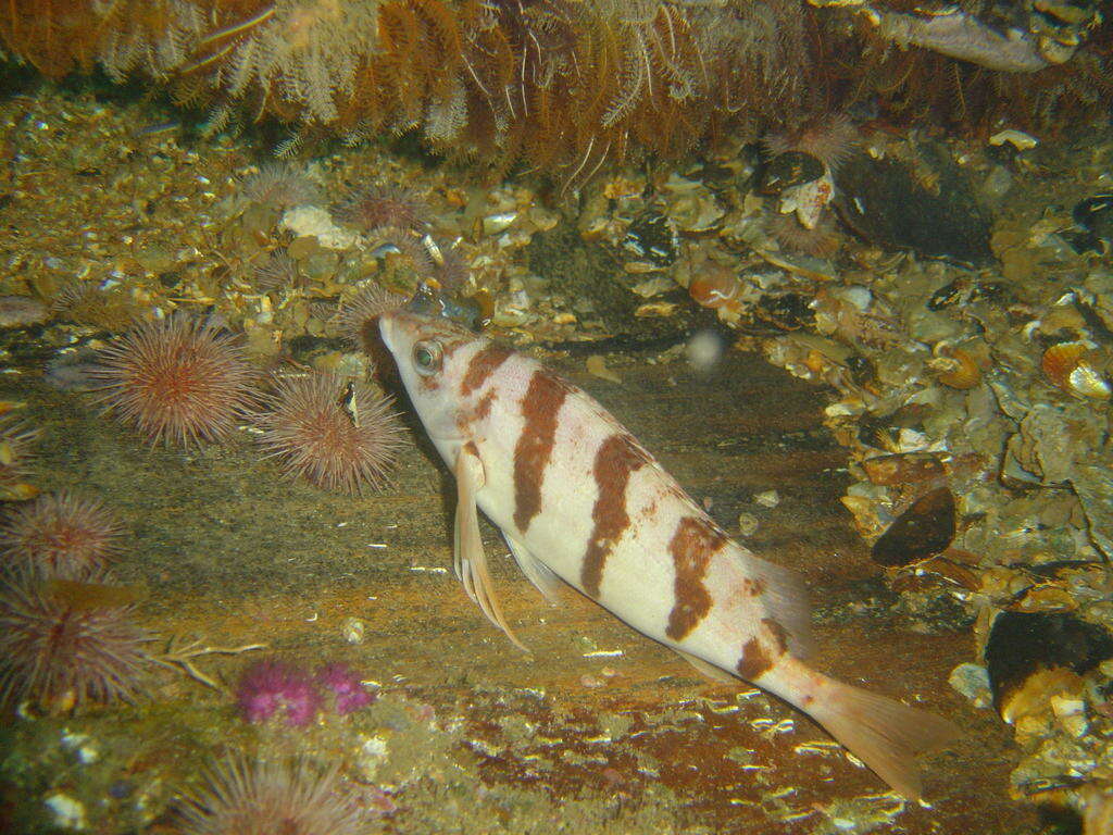 Image of Barred fingerfin