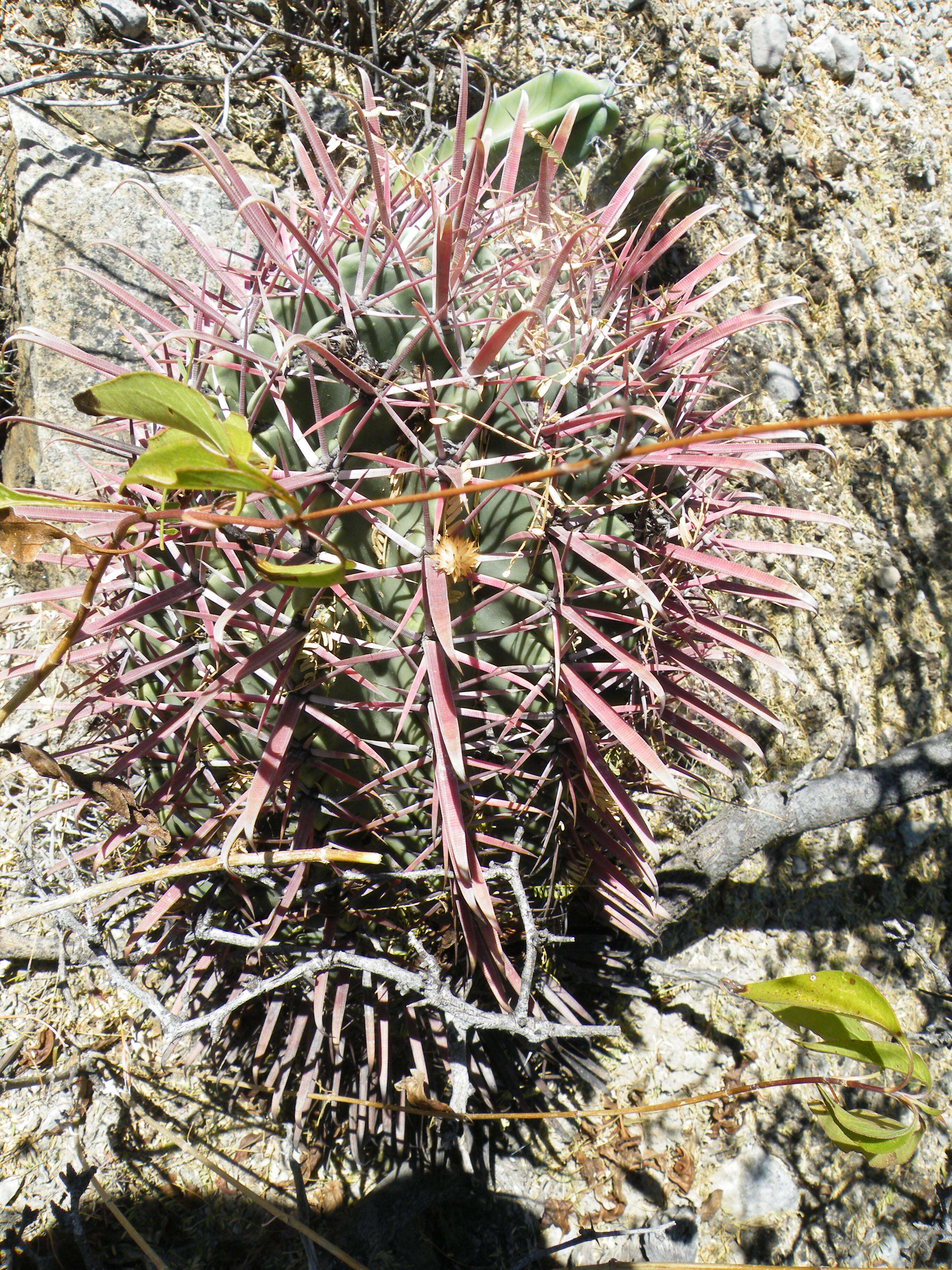 Image of Ferocactus latispinus (Haw.) Britton & Rose