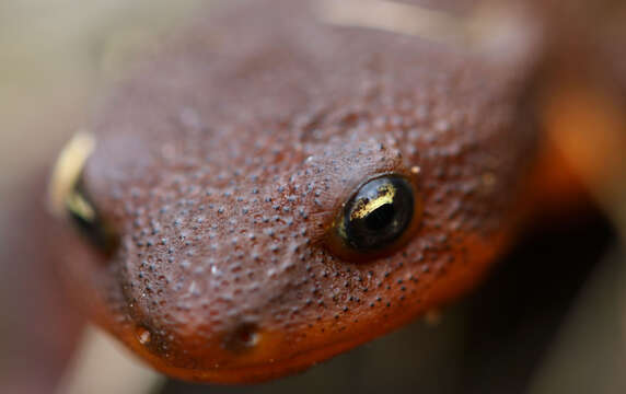 Image of Rough-skinned Newt