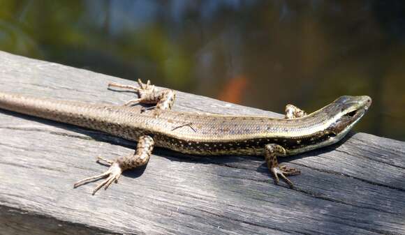 Image of Eastern Water Skink