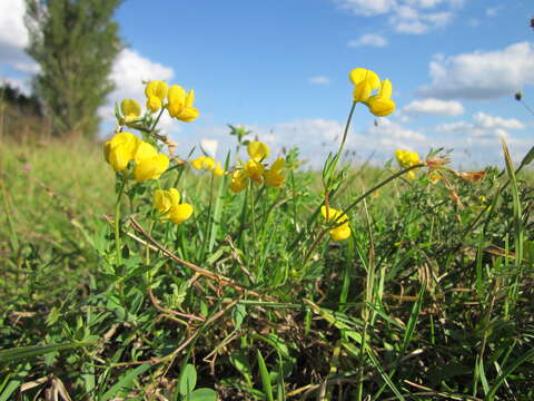 Imagem de Lotus corniculatus L.