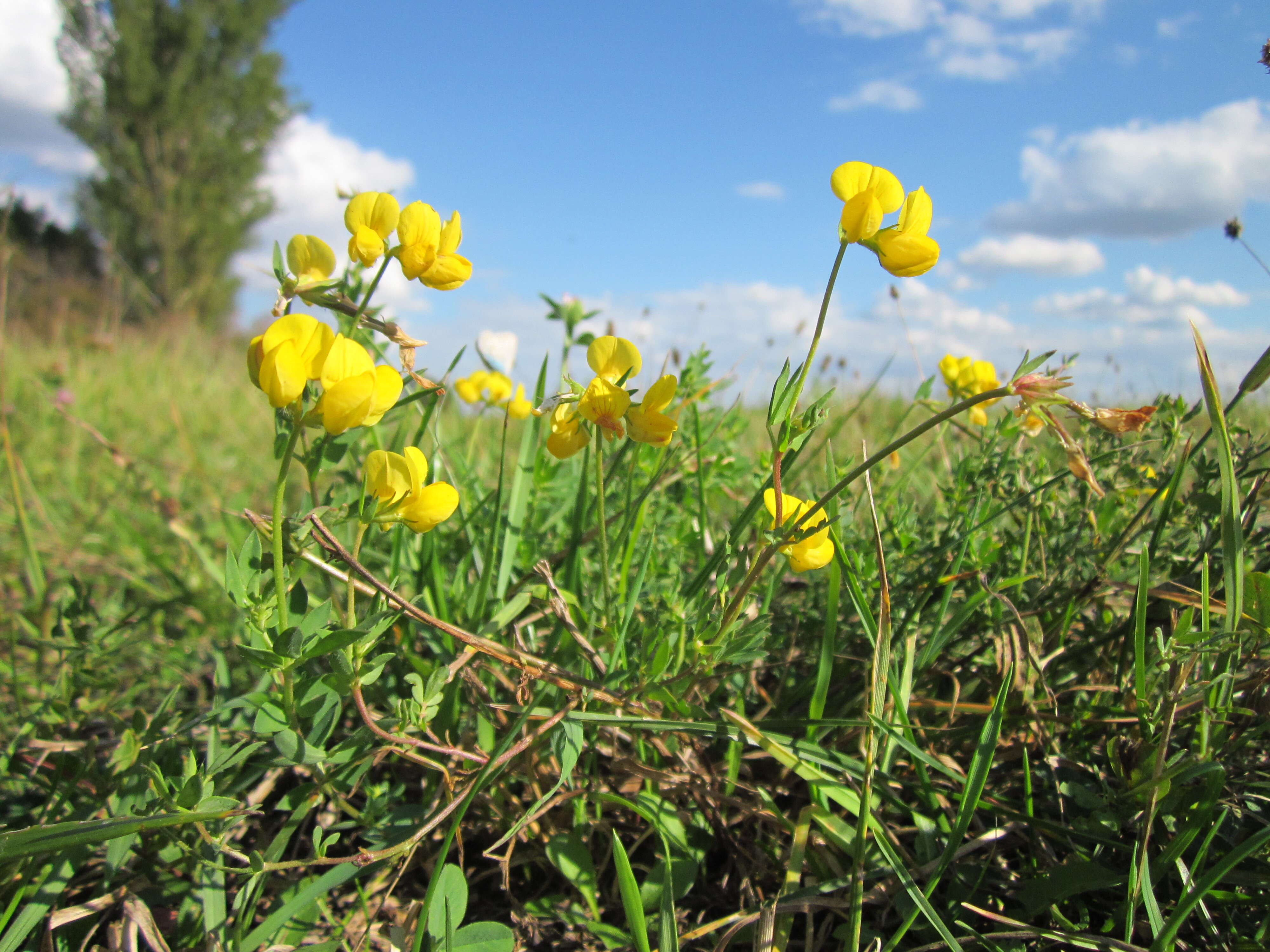 Image of Common Bird's-foot-trefoil