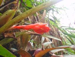 Image of Guzmania jaramilloi H. Luther