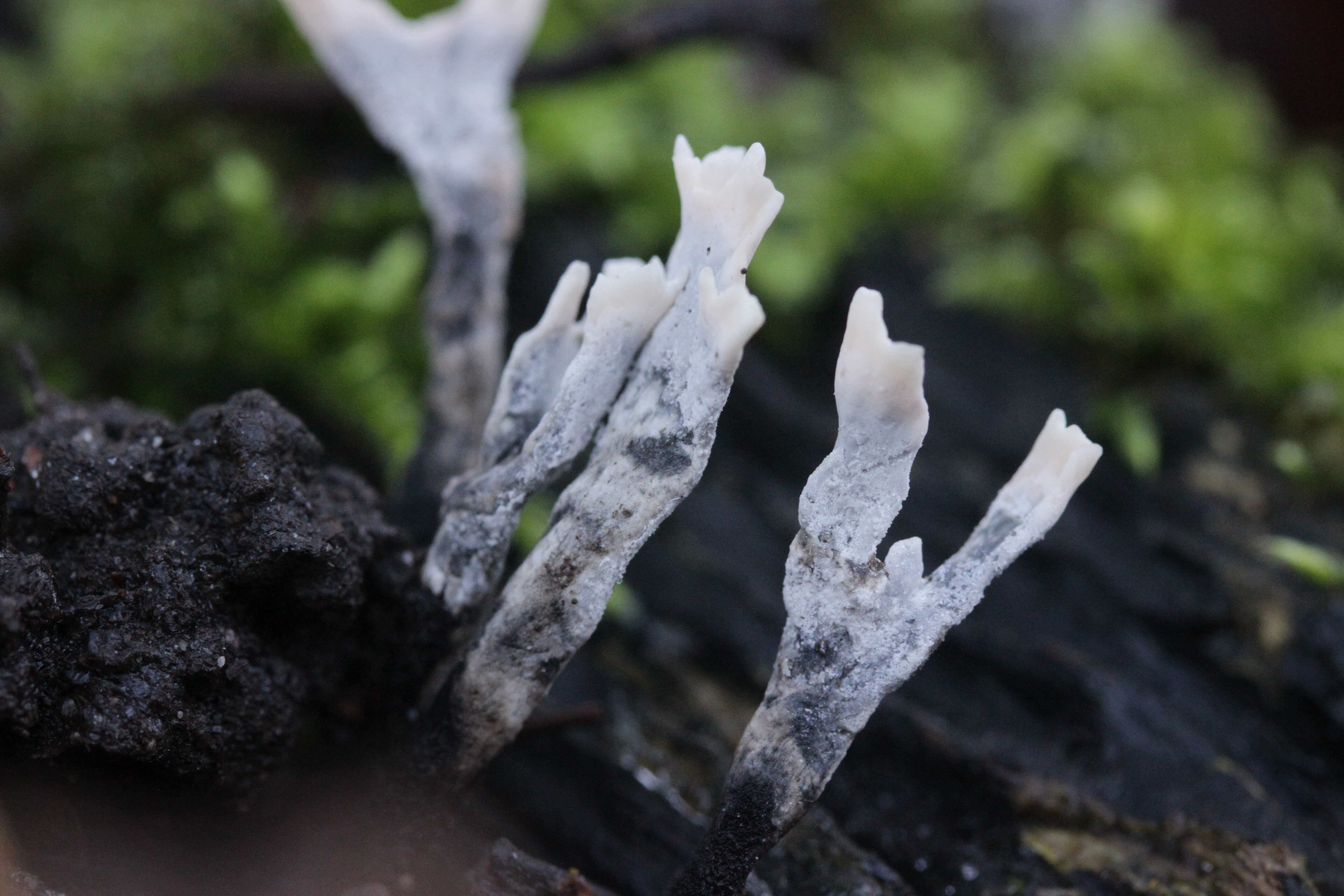 Image of Candle-snuff Fungus