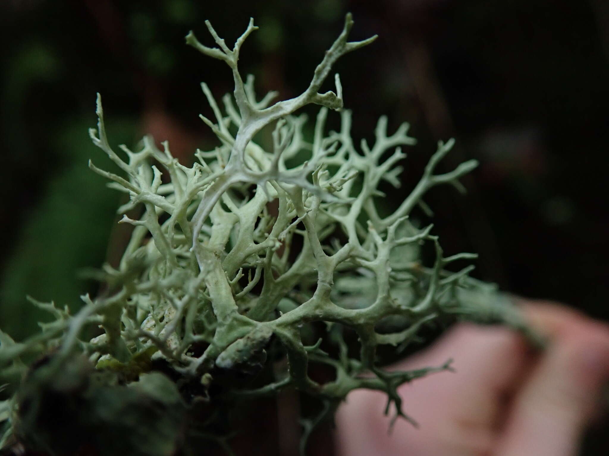 Image of ring lichen