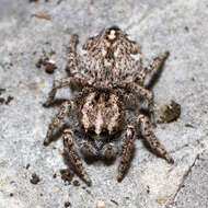 Image of Habronattus cognatus (Peckham & Peckham 1901)