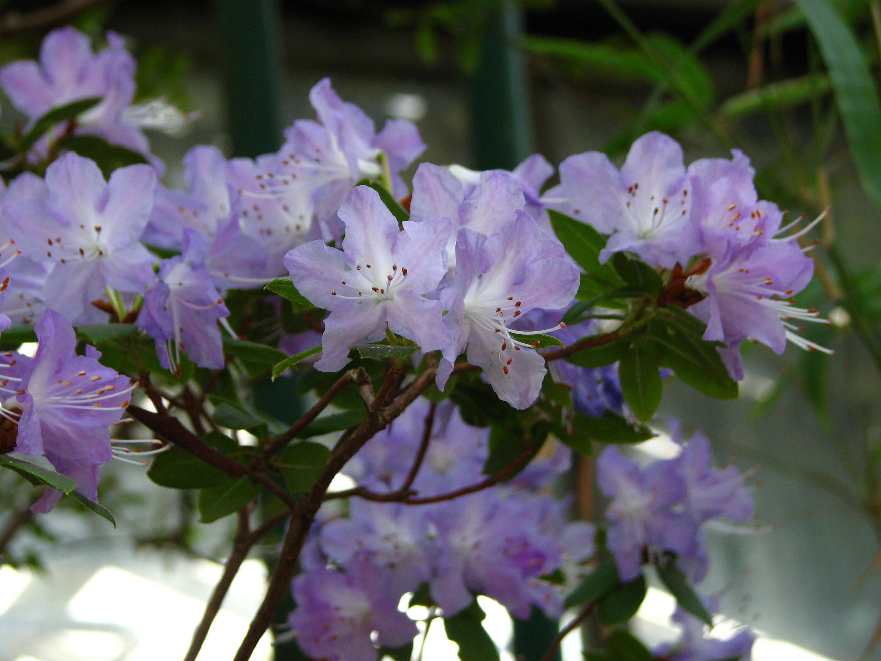 Image de Rhododendron augustinii Hemsl.